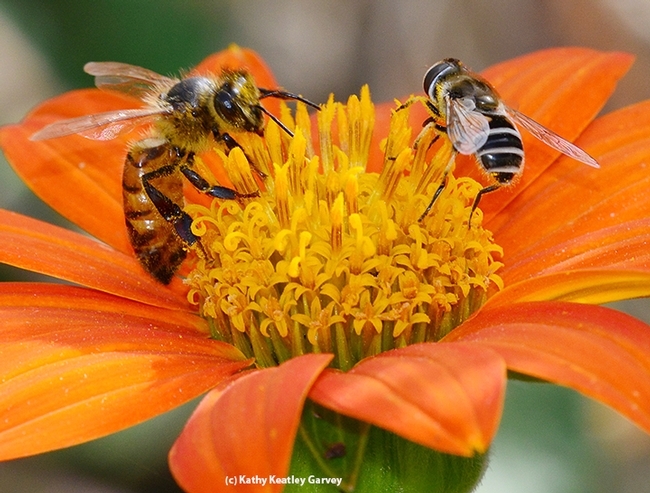 Honey bee and syrphid fly