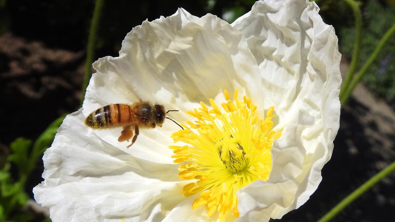 Support | UC Davis Honey and Pollination Center