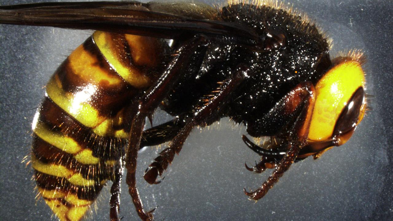 Asian hornet