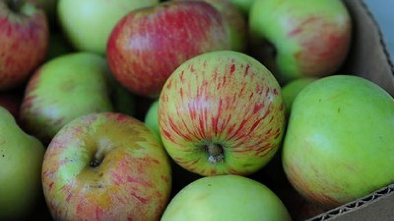 How to taste honey with Amina Harris, Director, Honey & Pollination Center--just in time for Rosh Hashanah. Apple