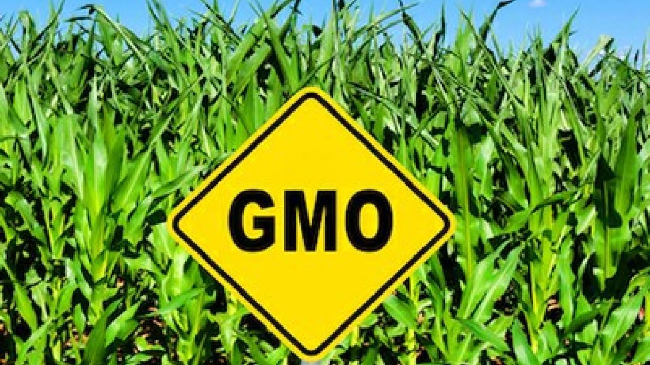 gmo