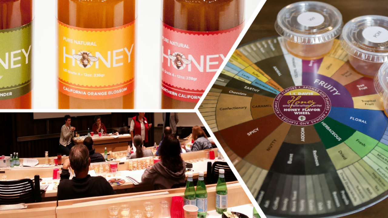 Honey Sensory Experience