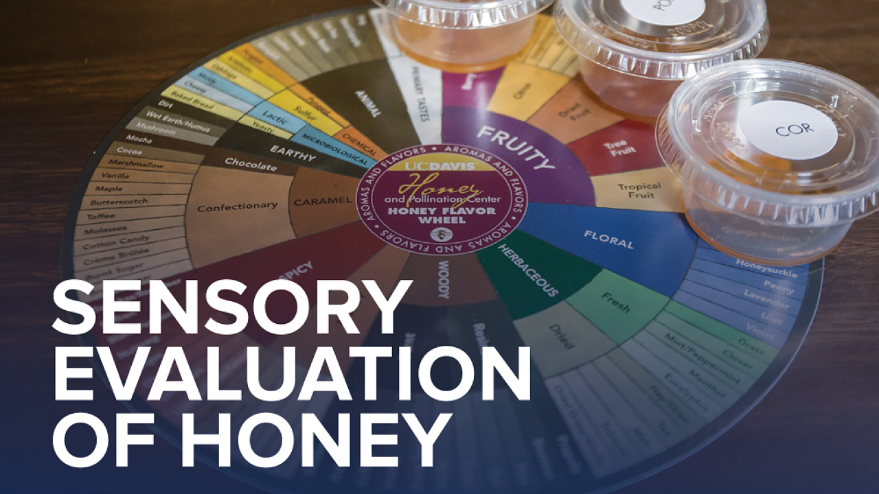 honey