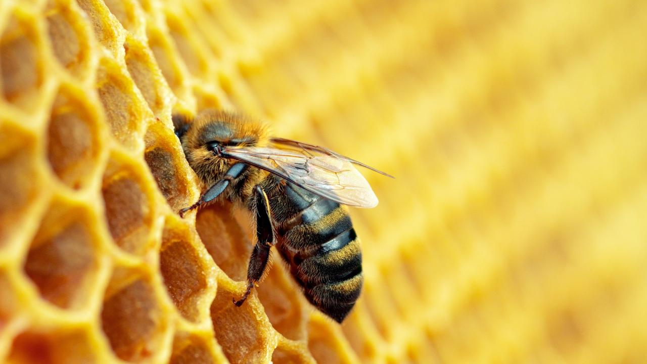 Bee on comb