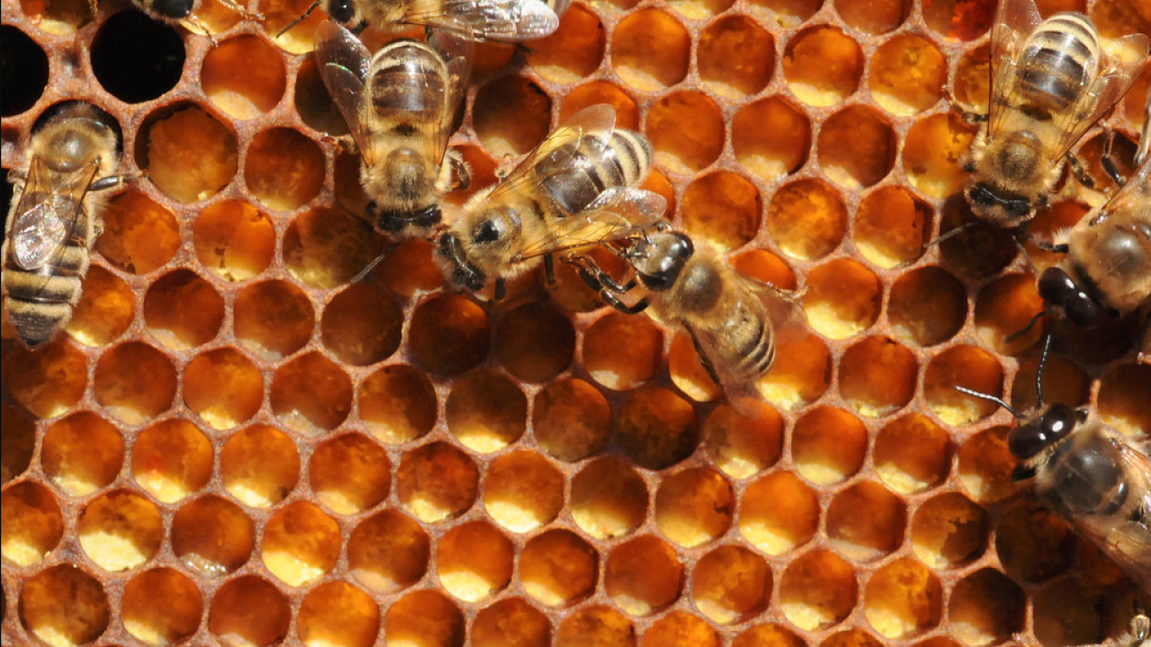 hive