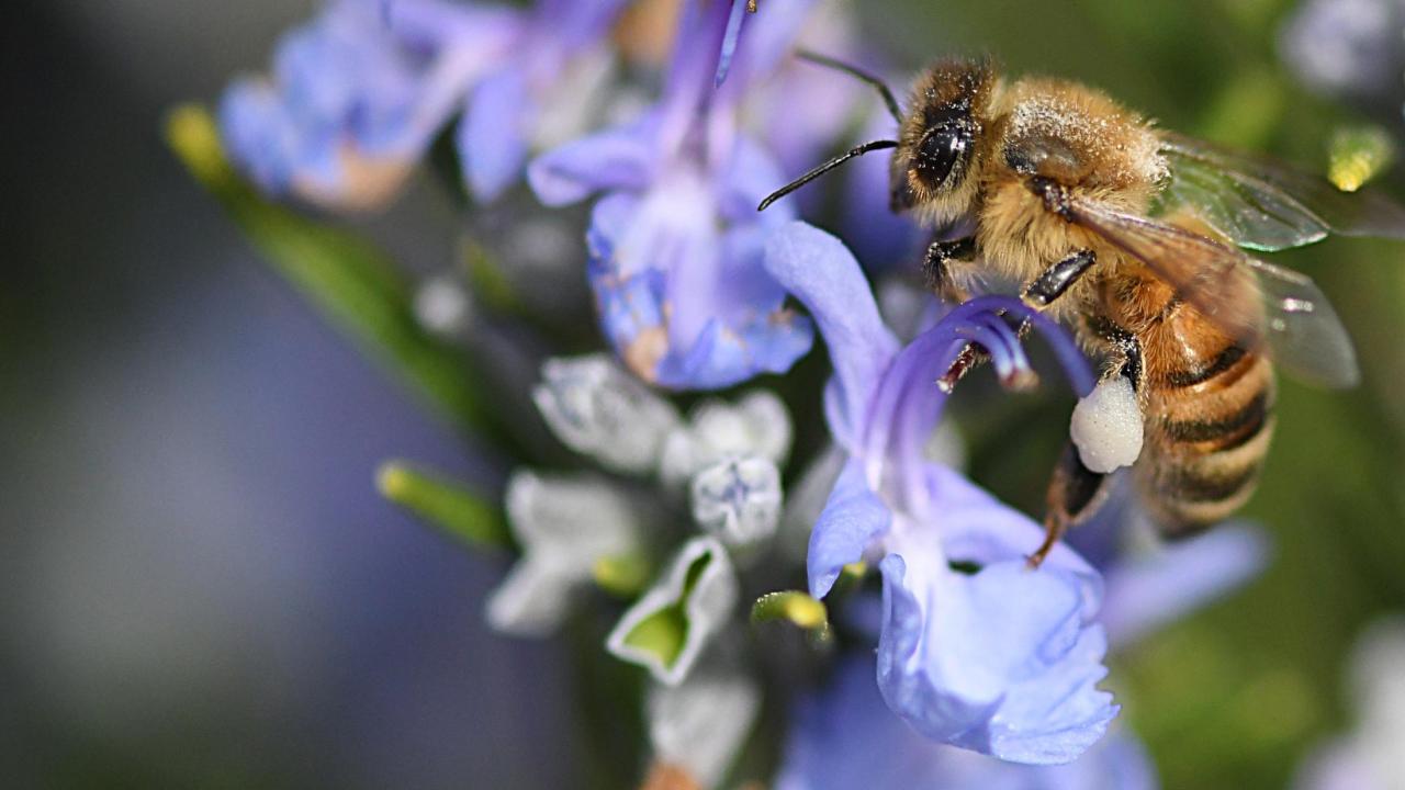 Bee on Rosemary