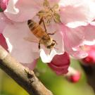 bee on cherry