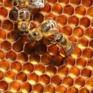 hive