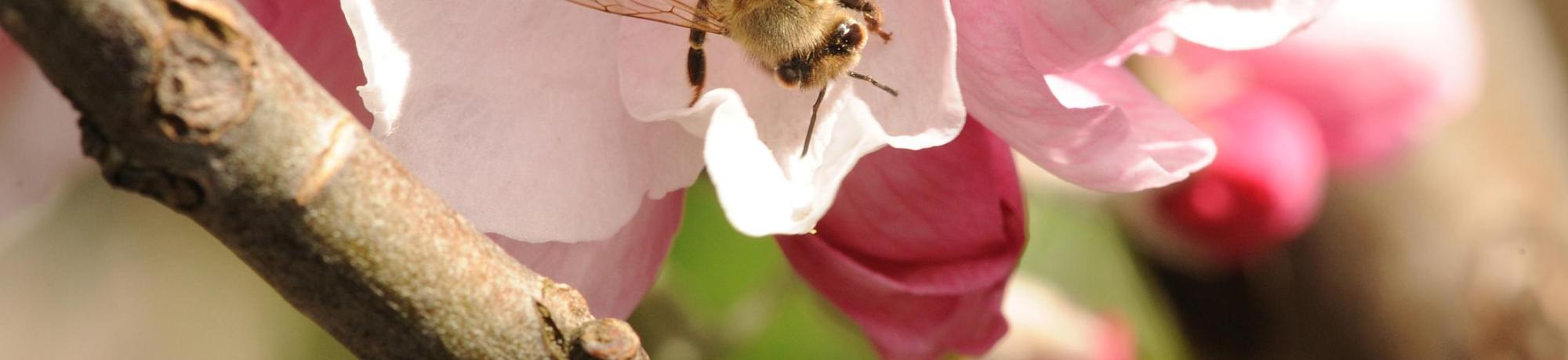 bee on cherry